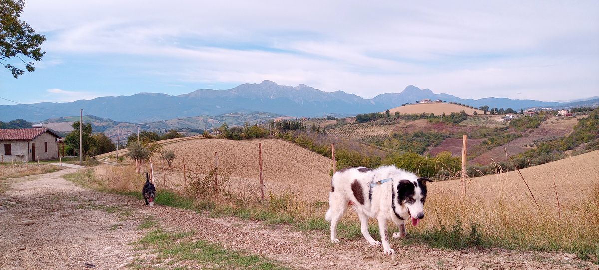Falco and Kes walking on a country road with Gran Sasso mountains in the background